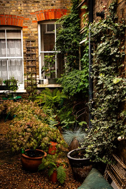 A cozy courtyard garden situated between brick buildings with white-framed windows, featuring a variety of lush green plants, ferns, and climbing ivy covering the walls. The ground is covered with gra